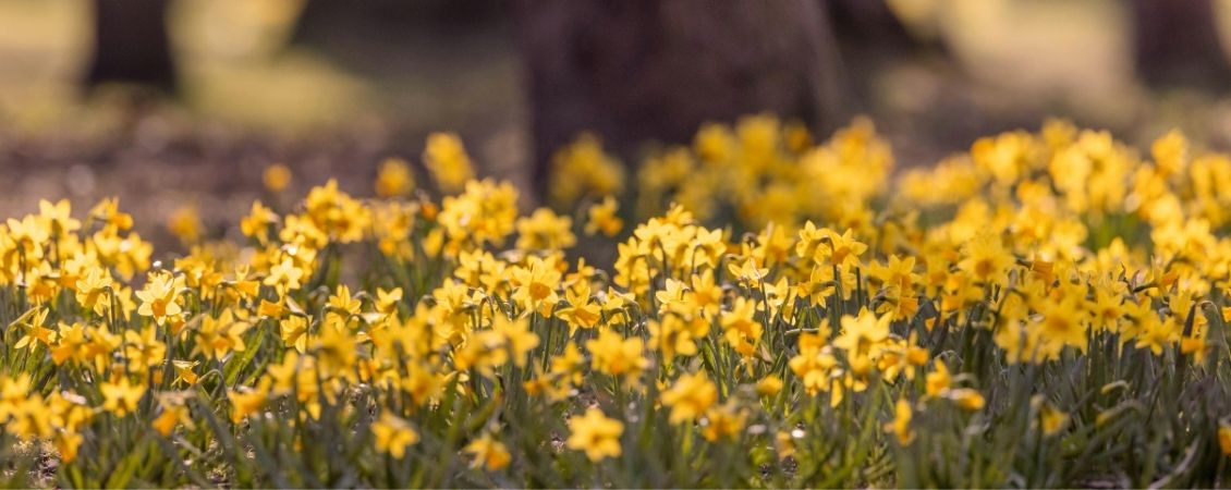 May Day Bank Holiday 2026 Opening & Delivery Times